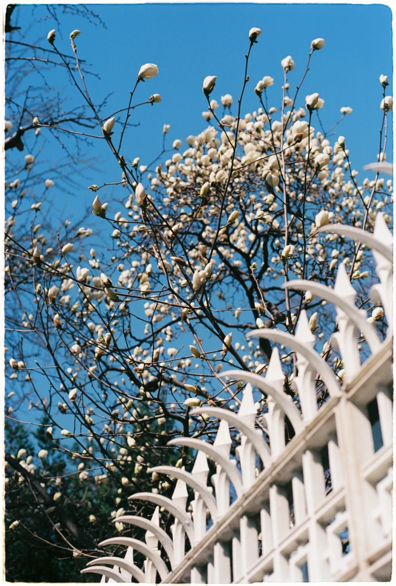 White magnolia buds rise above a pointed fence into a saturated blue Korean sky