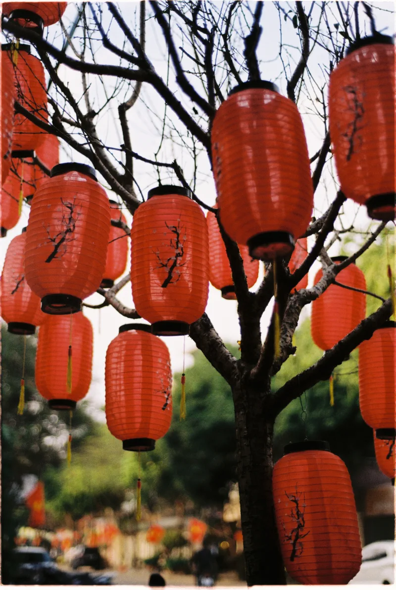 Red paper lanterns hang densely from the bare branches of a small tree