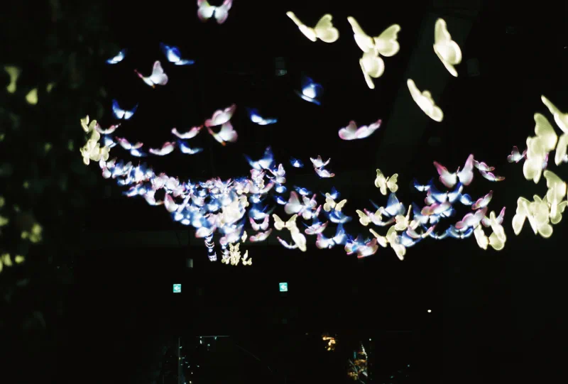 Dozens of illuminated white, blue and pink butterflies sweep through a dark installation